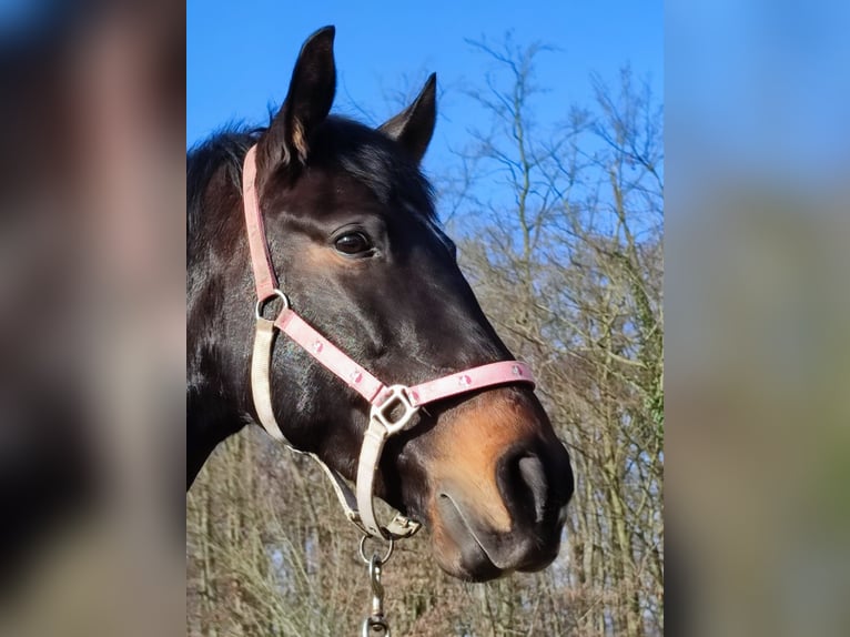PRE Klacz 11 lat 158 cm Ciemnogniada in Warendorf