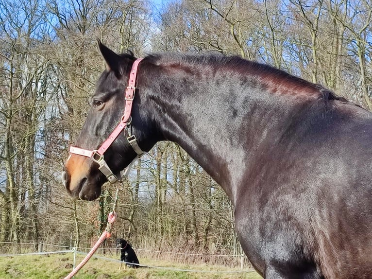 PRE Klacz 11 lat 158 cm Ciemnogniada in Warendorf