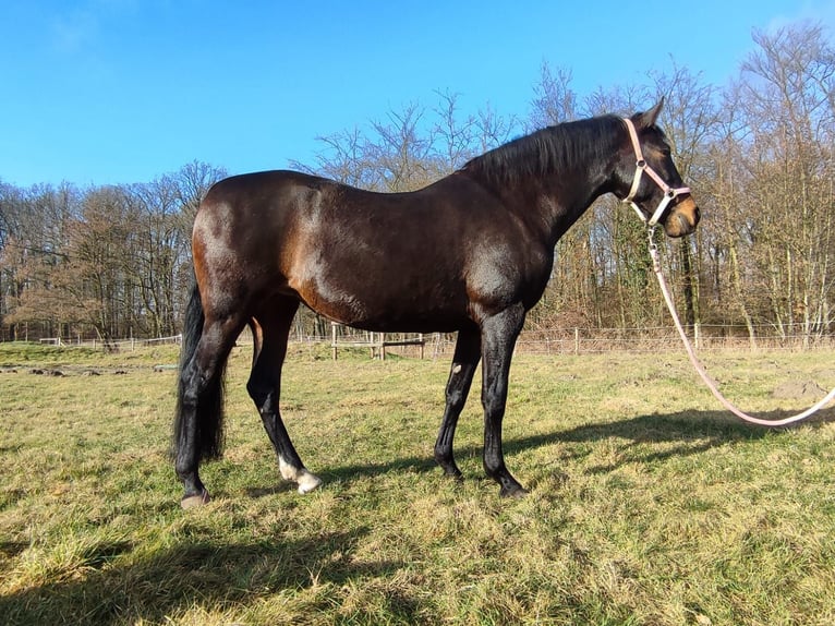 PRE Klacz 11 lat 158 cm Ciemnogniada in Warendorf