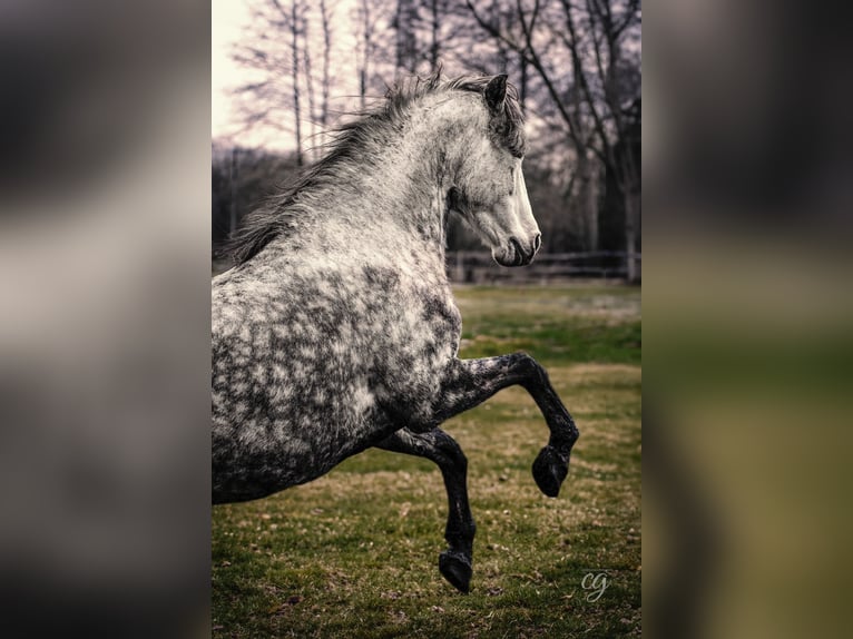 PRE Klacz 11 lat 160 cm Siwa jabłkowita in Leipe