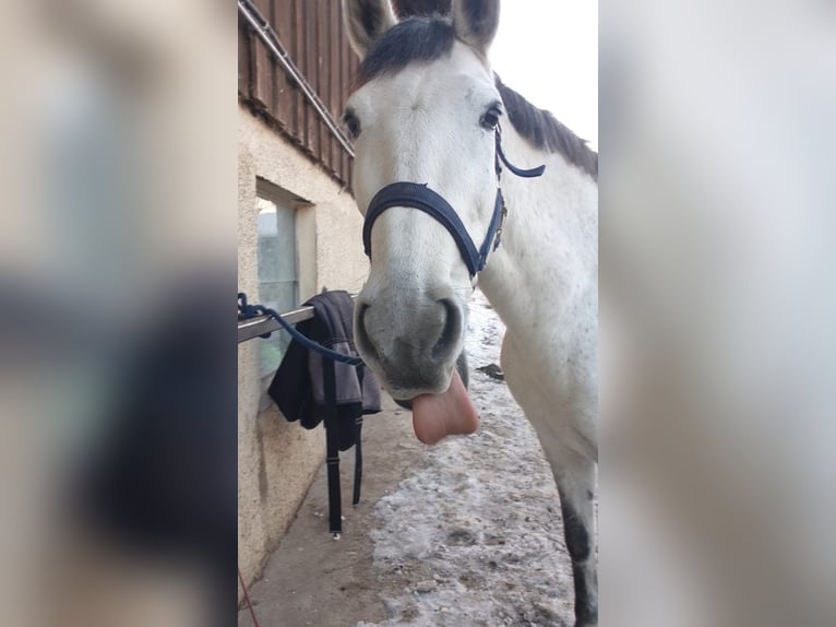 PRE Mix Klacz 11 lat 160 cm Siwa in Wielenbach