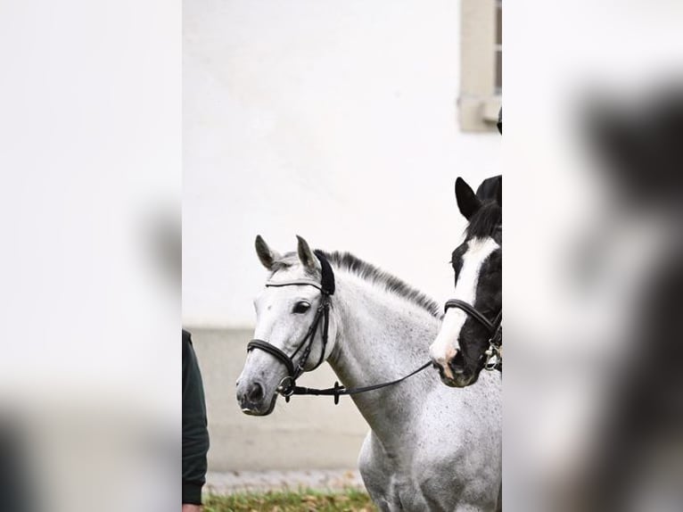 PRE Mix Klacz 11 lat 160 cm Siwa in Wielenbach