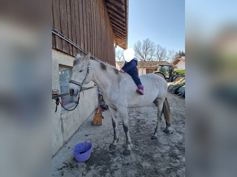 PRE Mix Klacz 11 lat 160 cm Siwa in Wielenbach