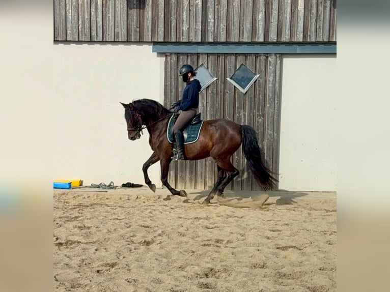 PRE Mix Klacz 11 lat 163 cm Gniada in Daleiden