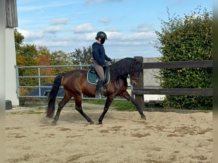 PRE Mix Klacz 11 lat 163 cm Gniada in Daleiden