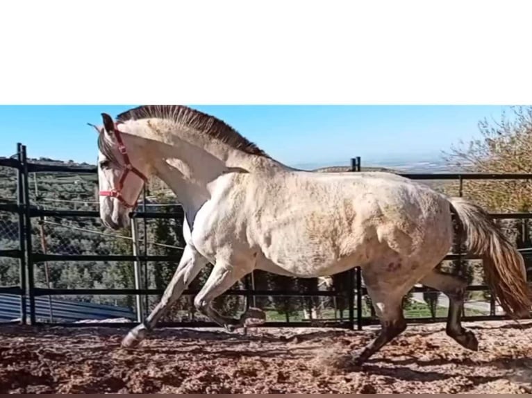 PRE Mix Klacz 11 lat 163 cm Siwa in Estepa