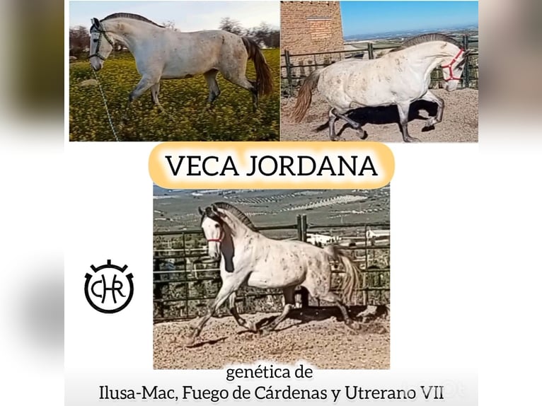 PRE Mix Klacz 11 lat 163 cm Siwa in Estepa