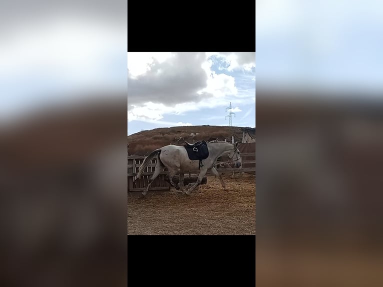 PRE Klacz 11 lat 168 cm Siwa in Cadiar