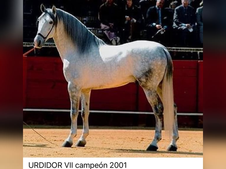 PRE Klacz 11 lat 168 cm Siwa in Cadiar