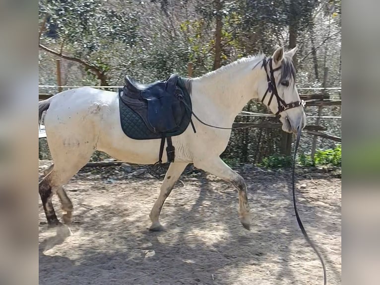 PRE Klacz 11 lat 168 cm Siwa in Cadiar