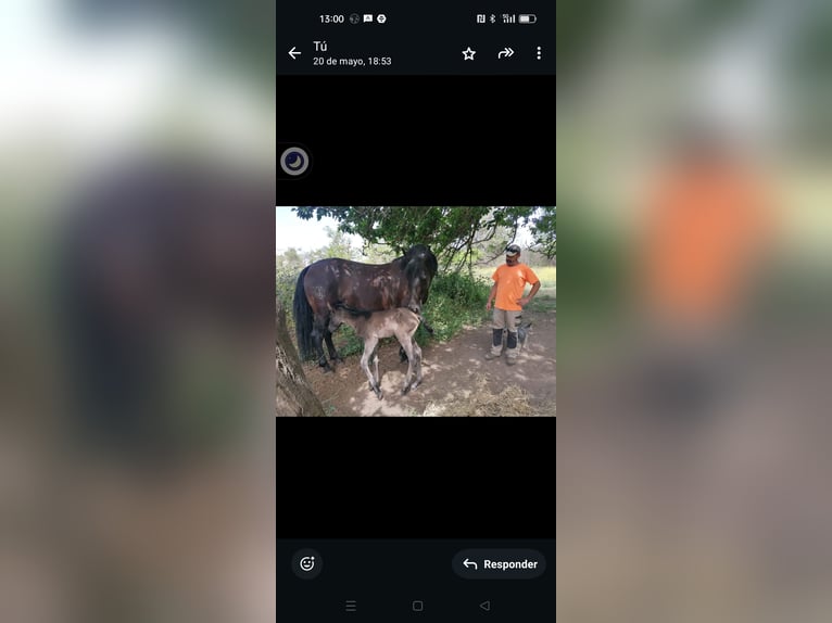 PRE Mix Klacz 11 lat Kara in Nigüelas