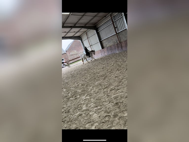 PRE Klacz 12 lat 160 cm Siwa in Leerne