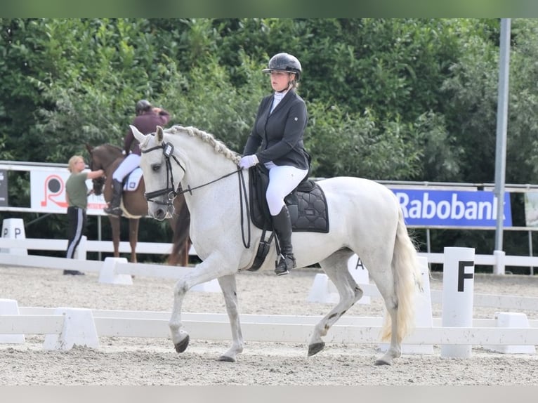 PRE Klacz 12 lat 160 cm Siwa w hreczce in Arkel