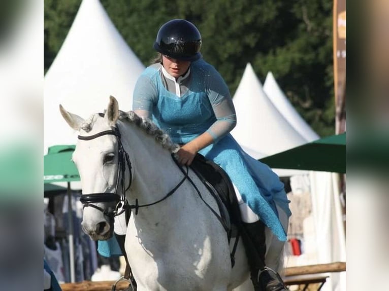 PRE Klacz 12 lat 160 cm Siwa w hreczce in Arkel