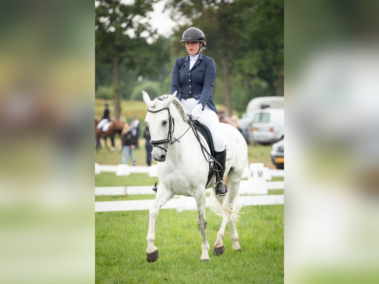 PRE Klacz 12 lat 160 cm Siwa w hreczce in Arkel