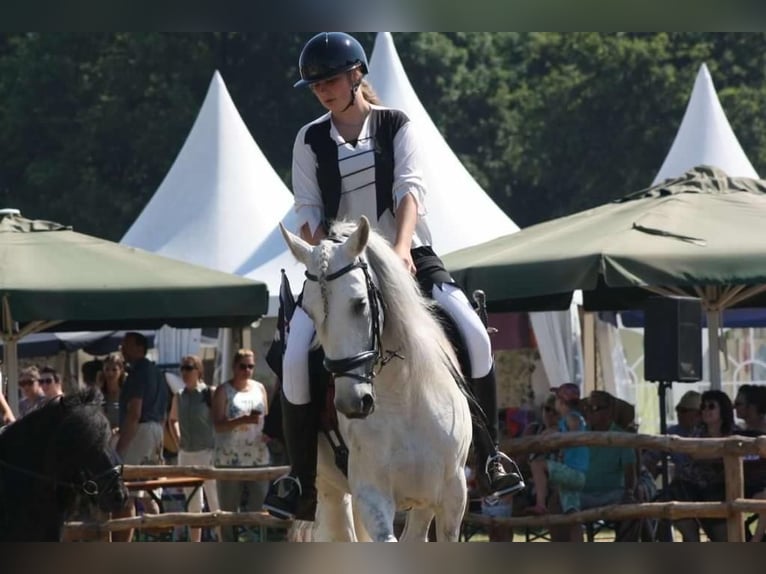 PRE Klacz 12 lat 160 cm Siwa w hreczce in Arkel