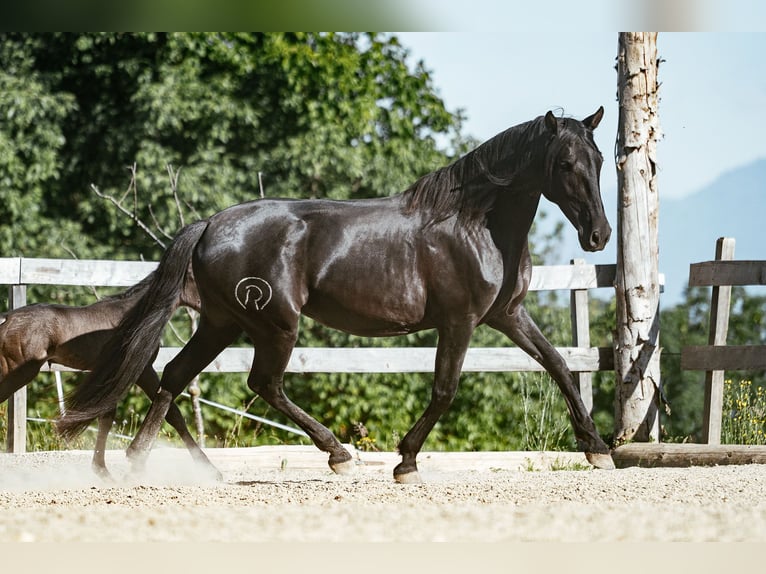 PRE Klacz 12 lat 161 cm Kara in Klagenfurt