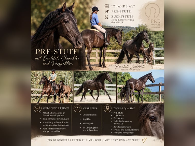 PRE Klacz 12 lat 161 cm Kara in Klagenfurt
