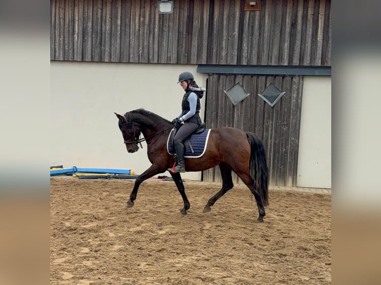 PRE Mix Klacz 12 lat 163 cm Gniada in Daleiden