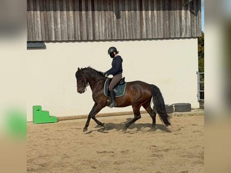 PRE Mix Klacz 12 lat 163 cm Gniada in Daleiden