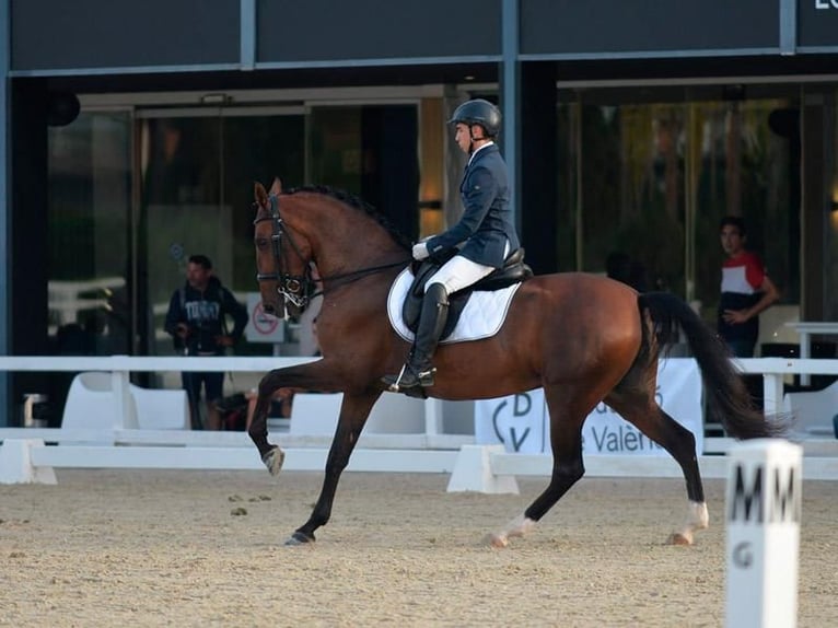 PRE Mix Klacz 12 lat 169 cm Gniada in Seeheim-Jugenheim