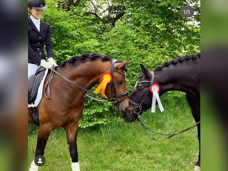 PRE Mix Klacz 12 lat 169 cm Gniada in Seeheim-Jugenheim