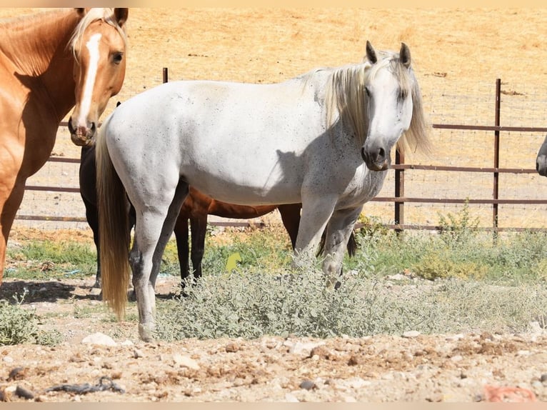 PRE Klacz 12 lat Siwa in Provinz Cordoba