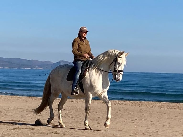 PRE Klacz 13 lat 163 cm Siwa jabłkowita in Empuriabrava