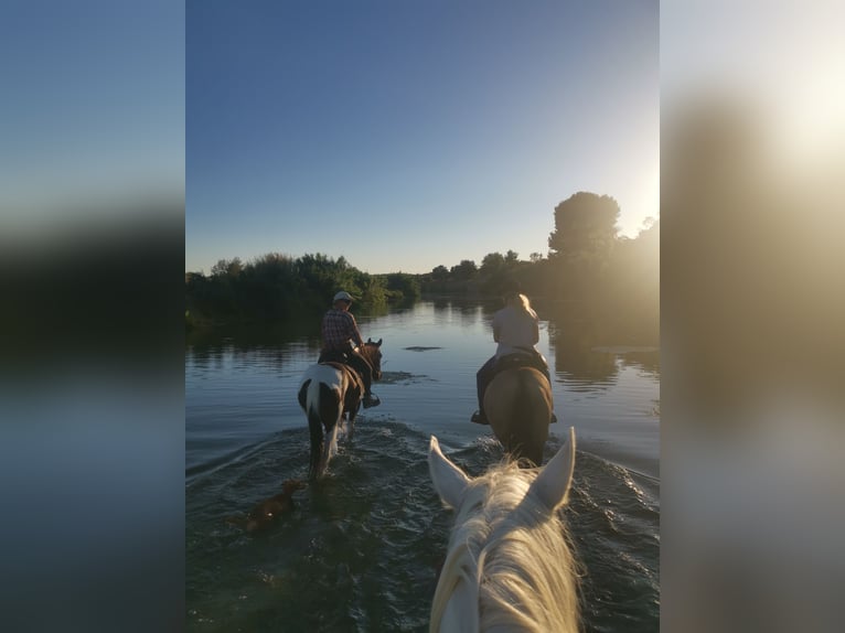 PRE Klacz 13 lat 163 cm Siwa jabłkowita in Empuriabrava
