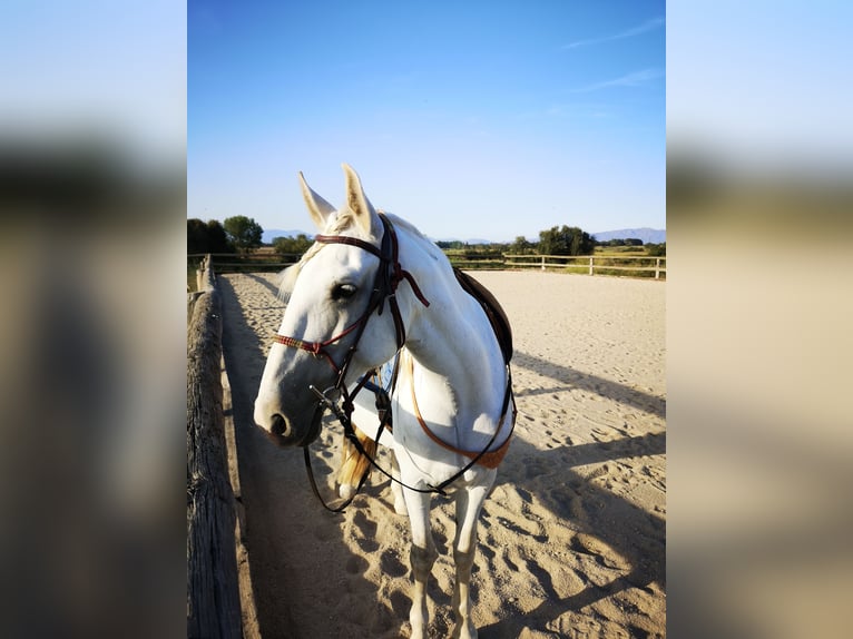 PRE Klacz 13 lat 163 cm Siwa jabłkowita in Empuriabrava