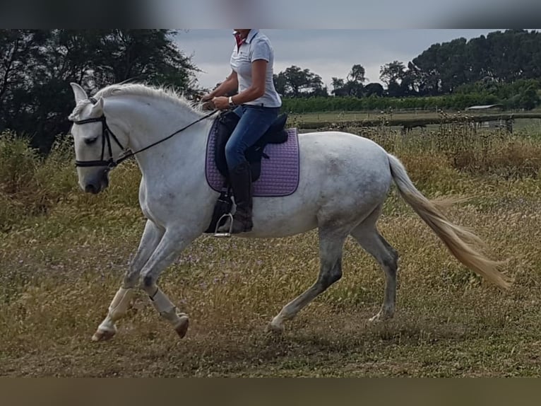 PRE Klacz 13 lat 163 cm Siwa jabłkowita in Empuriabrava