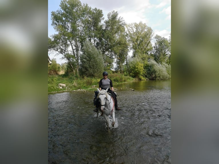 PRE Klacz 13 lat 163 cm Siwa jabłkowita in Empuriabrava