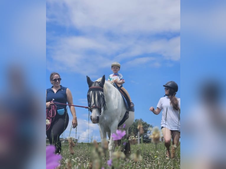 PRE Mix Klacz 13 lat 163 cm Siwa jabłkowita in Martfeld