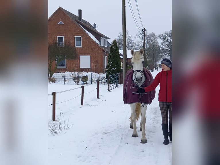 PRE Mix Klacz 13 lat 163 cm Siwa in Riede