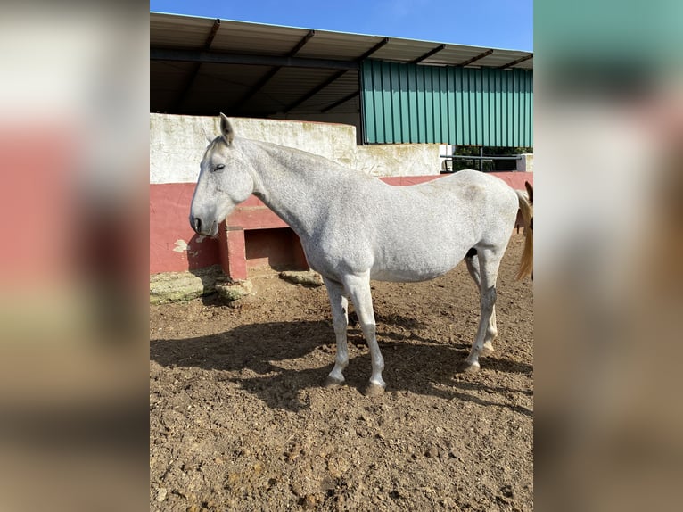 PRE Klacz 13 lat 170 cm Siwa w hreczce in Alcala Del Valle