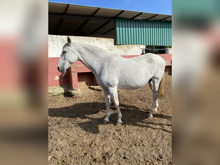 PRE Klacz 13 lat 170 cm Siwa w hreczce in Alcala Del Valle