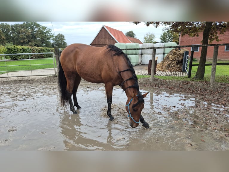 PRE Mix Klacz 14 lat 158 cm Ciemnogniada in Coesfeld