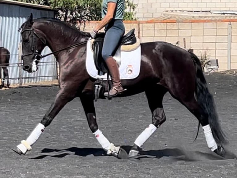 PRE Mix Klacz 14 lat 161 cm Kara in Navas Del Madroño