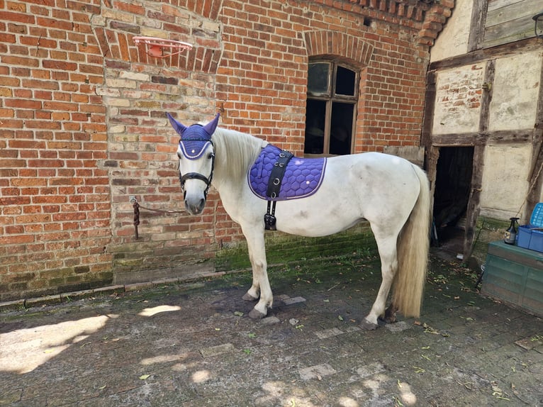 PRE Mix Klacz 15 lat 150 cm Siwa in Harbke