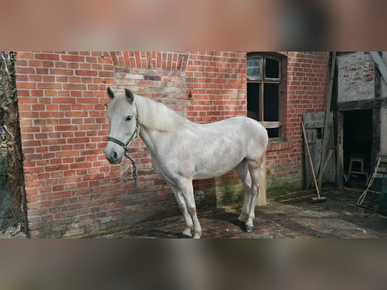 PRE Mix Klacz 15 lat 150 cm Siwa in Harbke