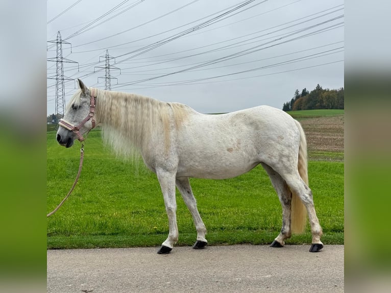 PRE Mix Klacz 15 lat 153 cm Siwa in Nürensdorf