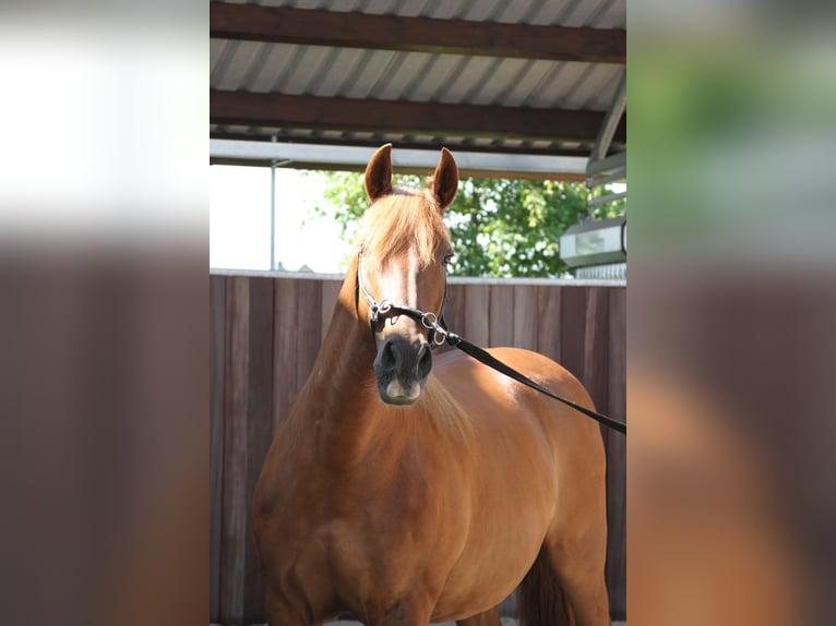 PRE Klacz 15 lat 158 cm Kasztanowata in Stahnsdorf