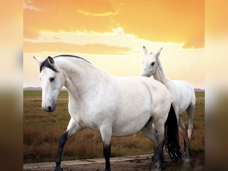 PRE Klacz 15 lat 162 cm Bułana in Vesancy