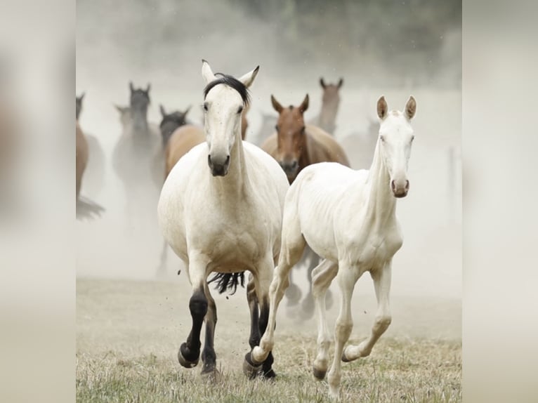 PRE Klacz 15 lat 162 cm Bułana in Vesancy