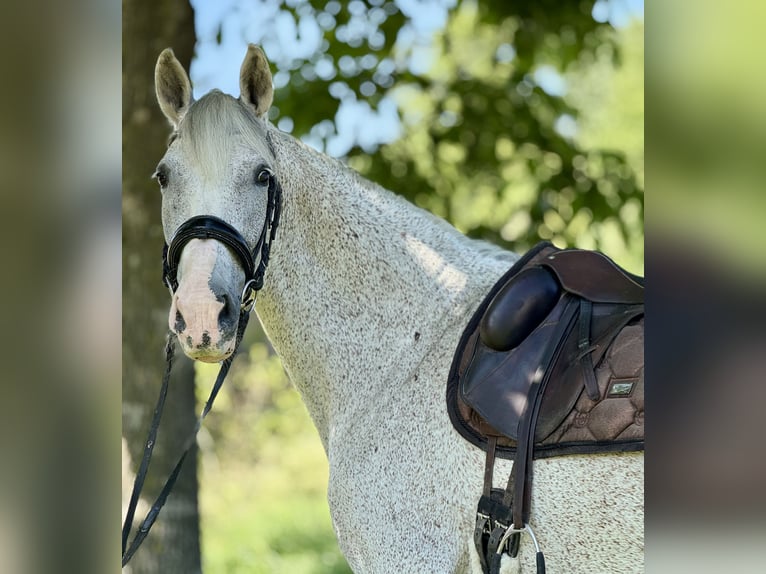 PRE Klacz 15 lat 163 cm Siwa w hreczce in Saarbrücken