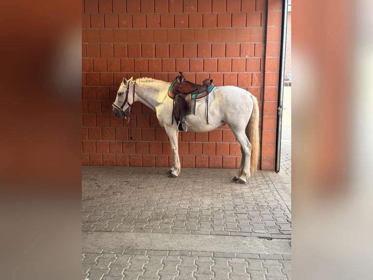 PRE Mix Klacz 16 lat 149 cm Siwa w hreczce in Lindlar-Reudenbach