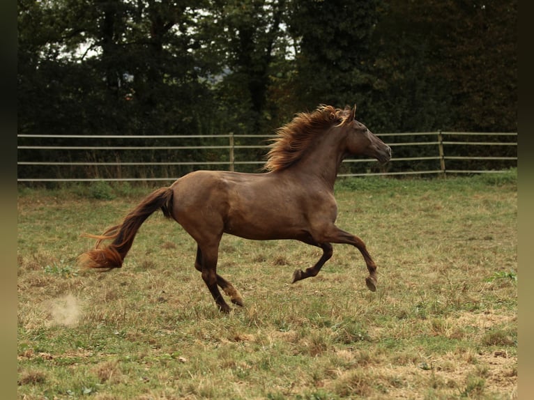 PRE Mix Klacz 16 lat 155 cm Kara in Waldshut-Tiengen