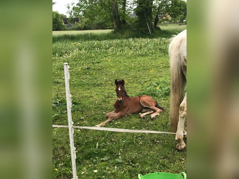 PRE Mix Klacz 17 lat 157 cm Biała in Beringstedt