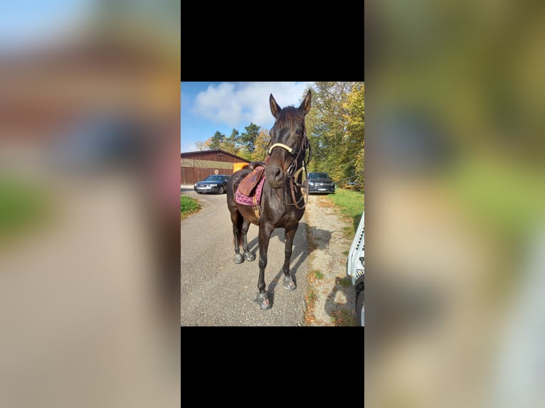 PRE Mix Klacz 17 lat 161 cm Ciemnogniada in Adelsheim