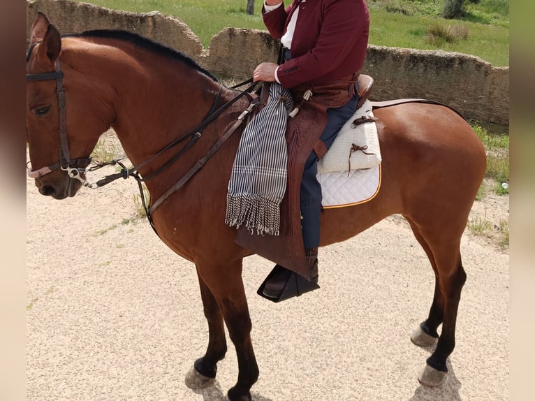 PRE Mix Klacz 17 lat 163 cm Gniada in La Coronada